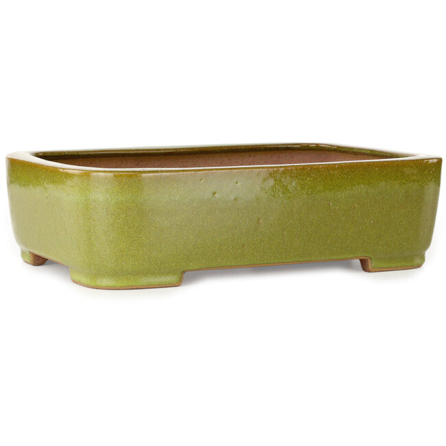 Ovale gele bonsaipot van Seizan (Reihou, Kataoka Katsushi, meester Seizan oven) - 317 x 230 x 87 mm