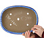 Pot à bonsaï ovale bleu foncé de Shuhou - 335 x 255 x 65 mm