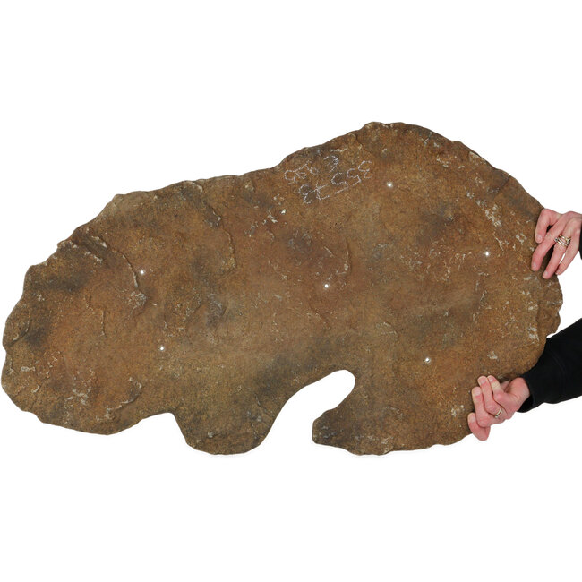 Stone slab as a base for bonsai and group plantings - 853 x 485 x 25 mm