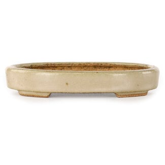  Hattori Tomoyuki Maceta ovalada para bonsái de 140 mm en color blanco roto de Hattori, Tokoname, Japón