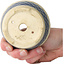 Pot à bonsaï rond blanc craquelé avec ruban bleu, par Horie Bikoh - 93 x 93 x 40 mm