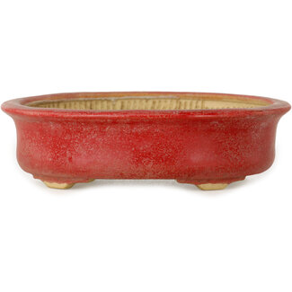 Horie Bikoh Maceta para bonsái roja ovalada de 114 mm de Horie Bikoh, Fukushima