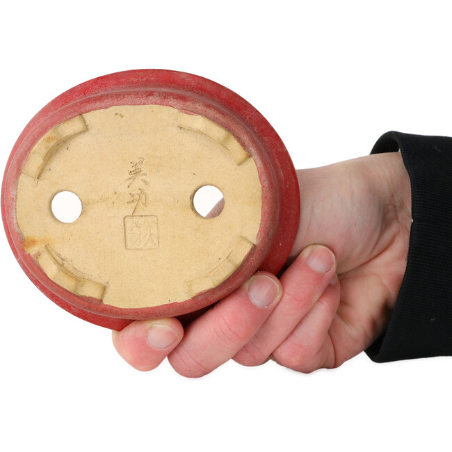 Pot ovale rouge pour bonsaï par Horie Bikoh - 114 x 100 x 33 mm