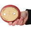 Pot ovale rouge pour bonsaï par Horie Bikoh - 114 x 100 x 33 mm