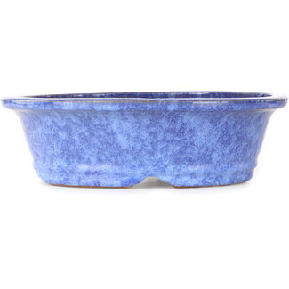  Shuuhou (Hidemi Kataoka) 253 mm ovale blaue Bonsaischale von Shuhou, Tokoname, Japan