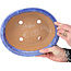 Maceta ovalada azul para bonsái de Shuhou - 253 x 208 x 75 mm