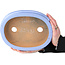 Oval blue bonsai pot by Itouen - 285 x 215 x 72 mm