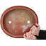 Pot ovale non émaillé pour bonsaï - 395 x 345 x 95 mm