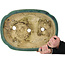 Maceta para bonsái verde Mokko de Kanto - 485 x 350 x 80 mm