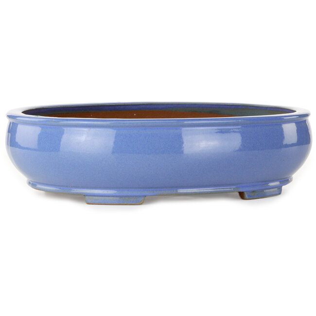 Maceta ovalada azul para bonsái - 390 x 320 x 105 mm
