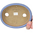 Maceta ovalada azul para bonsái de Yamafusa, segunda generación - 137 x 110 x 27 mm