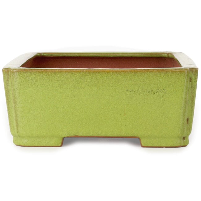 Rechthoekige gele bonsaipot van Seizan (Reihou, Kataoka Katsushi, meester Seizan oven) - 345 x 250 x 95 mm