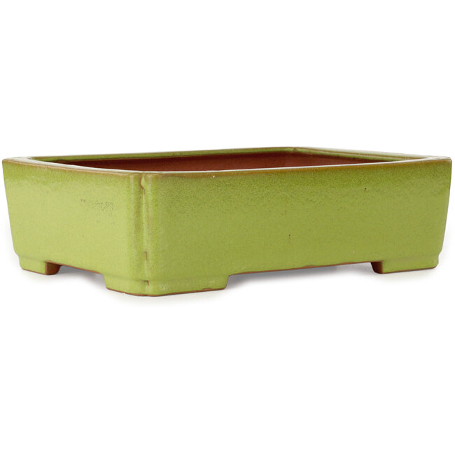 Vaso bonsai rettangolare giallo di Seizan (Reihou, Kataoka Katsushi, forno del maestro Seizan) - 345 x 250 x 95 mm