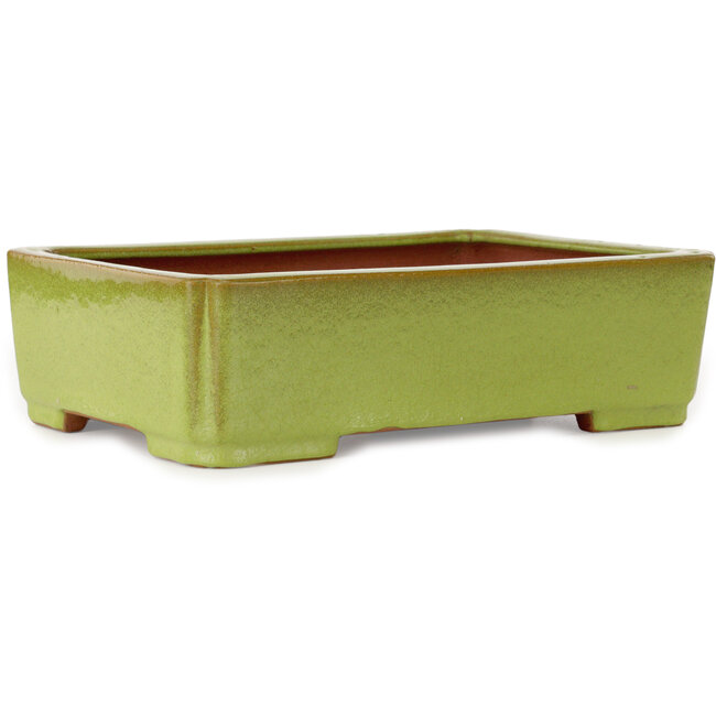 Maceta rectangular amarilla para bonsái de Seizan (Reihou, Kataoka Katsushi, maestro del horno Seizan) - 345 x 250 x 95 mm