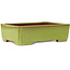 Maceta rectangular amarilla para bonsái de Seizan (Reihou, Kataoka Katsushi, maestro del horno Seizan) - 345 x 250 x 95 mm