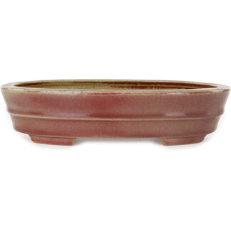  Hattori Tomoyuki Vaso bonsai rosso ovale da 263 mm di Hattori, Tokoname, Giappone