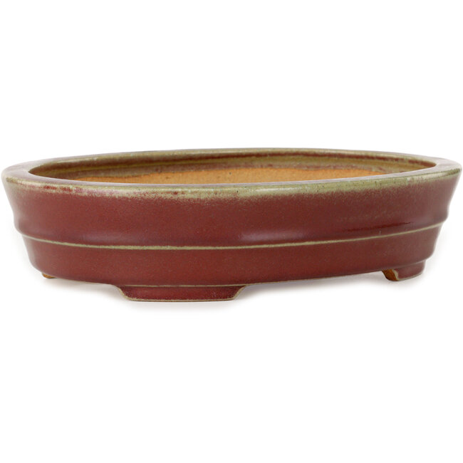 Vaso bonsai ovale rosso di Hattori - 263 x 198 x 58 mm