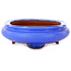 Maceta ovalada azul para bonsái - 280 x 210 x 70 mm