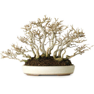  Yamaaki Ligustrum, 19 cm, ± 25 jaar oud