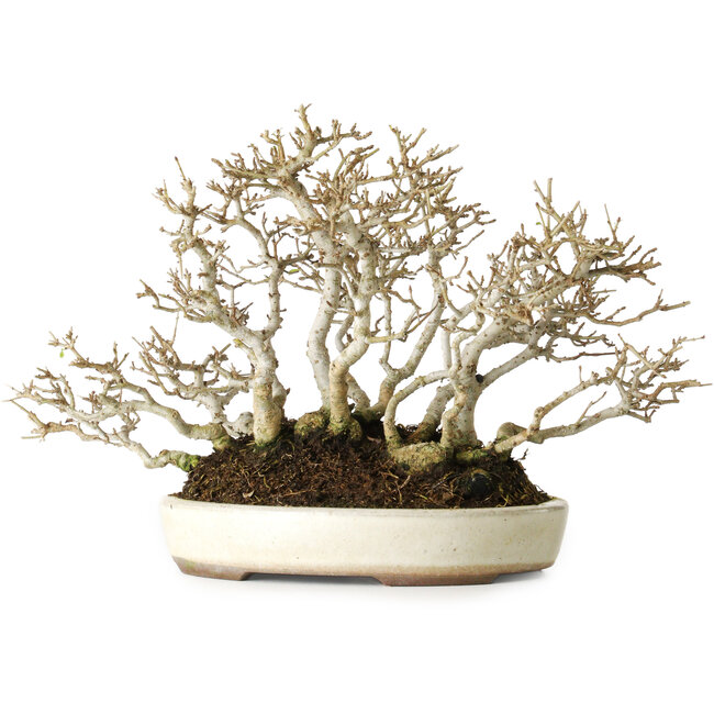 Troène, 19 cm, environ 25 ans, avec une belle ramification ancienne, dans un pot japonais fait main par Yamaaki