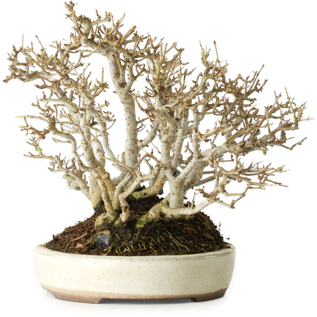 Ligustrum, 19 cm, ± 25 anni, con una bella ramificazione antica, in un vaso giapponese fatto a mano da Yamaaki
