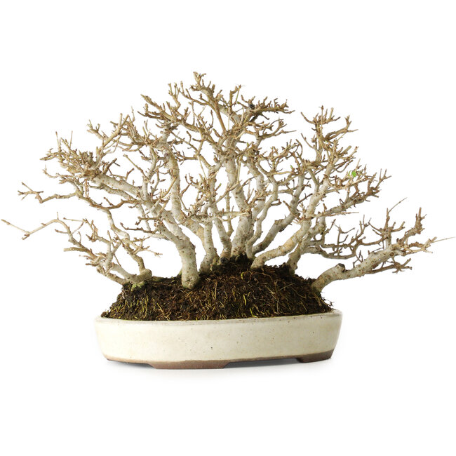 Troène, 19 cm, environ 25 ans, avec une belle ramification ancienne, dans un pot japonais fait main par Yamaaki