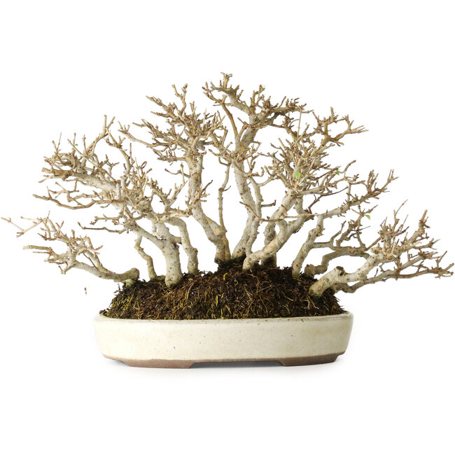 Ligustrum, 19 cm, ± 25 años, con una hermosa ramificación antigua, en una maceta japonesa hecha a mano por Yamaaki