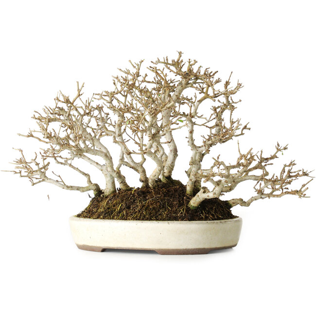 Ligustrum, 19 cm, ± 25 años, con una hermosa ramificación antigua, en una maceta japonesa hecha a mano por Yamaaki