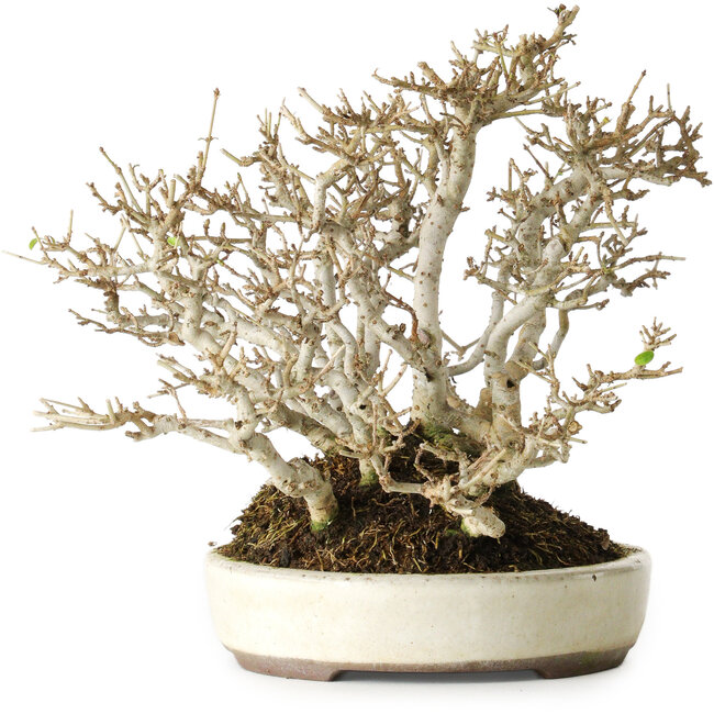 Ligustrum, 19 cm, ± 25 años, con una hermosa ramificación antigua, en una maceta japonesa hecha a mano por Yamaaki