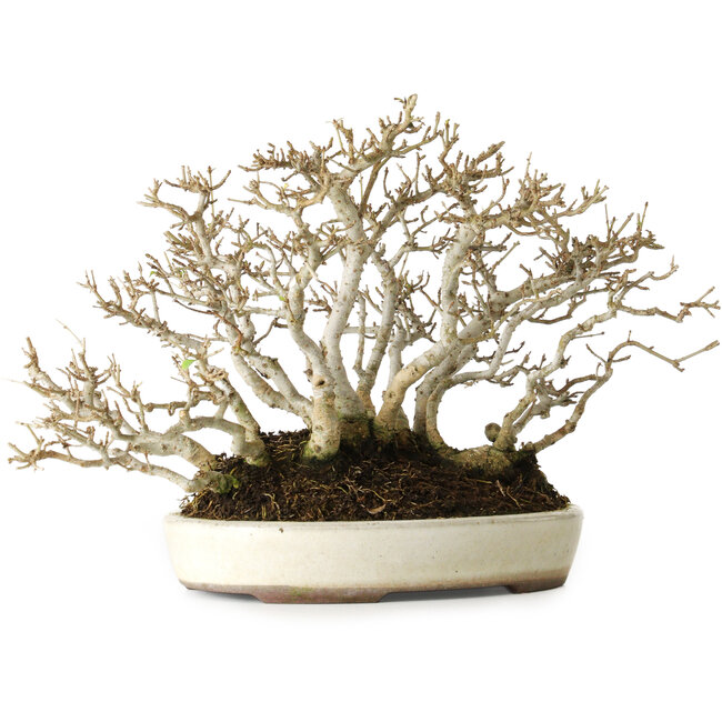 Troène, 19 cm, environ 25 ans, avec une belle ramification ancienne, dans un pot japonais fait main par Yamaaki