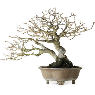 Diospyros kaki, 21 cm, ± 30 años