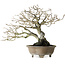 Diospyros kaki, 21 cm, ± 30 ans, sans cicatrices et avec une belle ramification