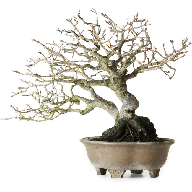 Diospyros kaki, 21 cm, ± 30 years old, without scars and with a beautiful ramification