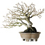 Diospyros kaki, 21 cm, ± 30 ans, sans cicatrices et avec une belle ramification