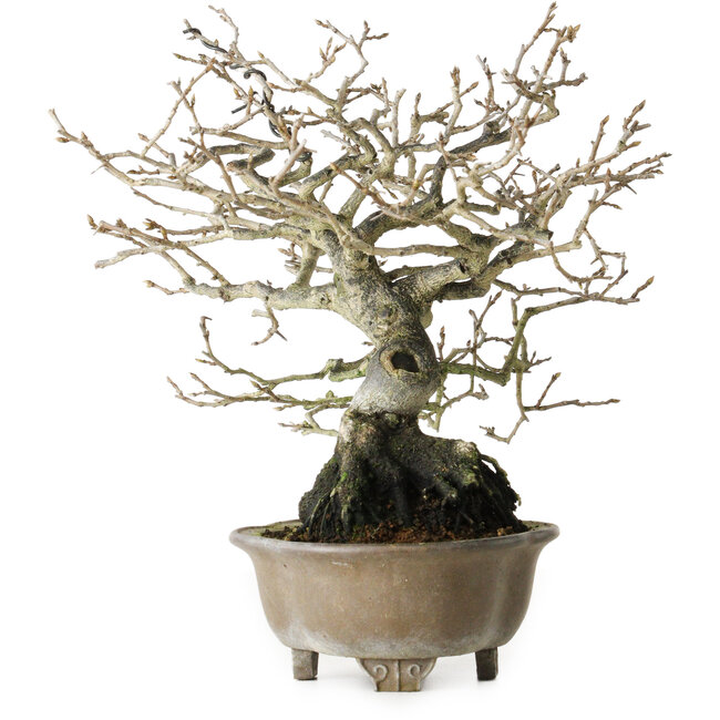 Diospyros kaki, 21 cm, ± 30 jaar oud, zonder littekens en met een mooie vertakking.