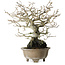 Diospyros kaki, 21 cm, ± 30 ans, sans cicatrices et avec une belle ramification