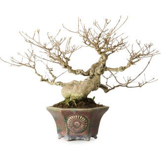 Heian Kosen Callicarpa japonica, 21 cm, ± 30 anni