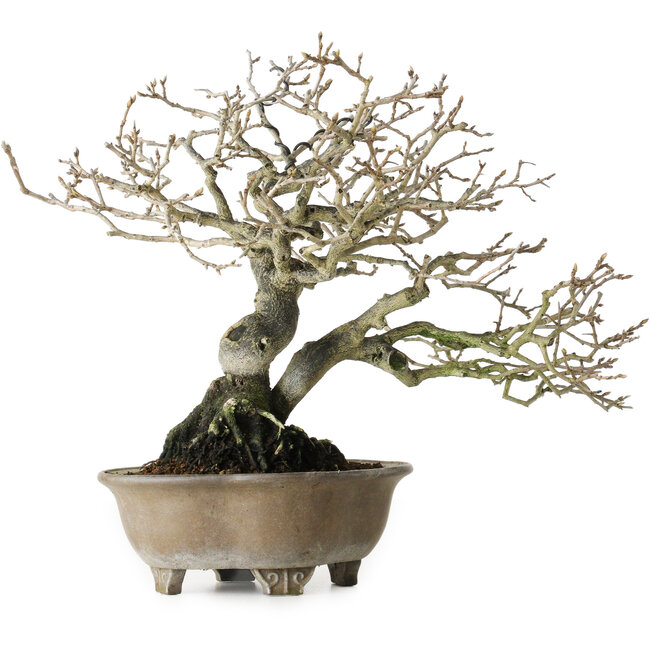 Diospyros kaki, 21 cm, ± 30 years old, without scars and with a beautiful ramification