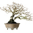 Diospyros kaki, 21 cm, ± 30 ans, sans cicatrices et avec une belle ramification