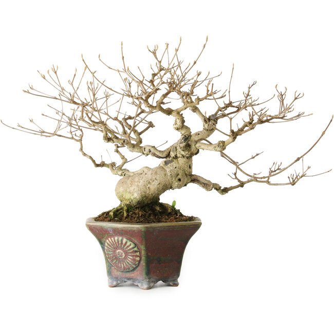 Callicarpa japonica, 21 cm, ± 30 años, con sus hermosas bayas púrpuras en otoño y buen ahusamiento y ramificación, y un nebari de 8 cm, en una maceta japonesa hecha a mano por Heian Kosen