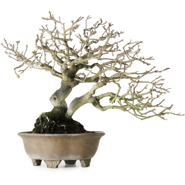 Diospyros kaki, 21 cm, ca. 30 Jahre alt, ohne Narben und mit einer schönen Verzweigung