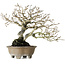 Diospyros kaki, 21 cm, ± 30 ans, sans cicatrices et avec une belle ramification