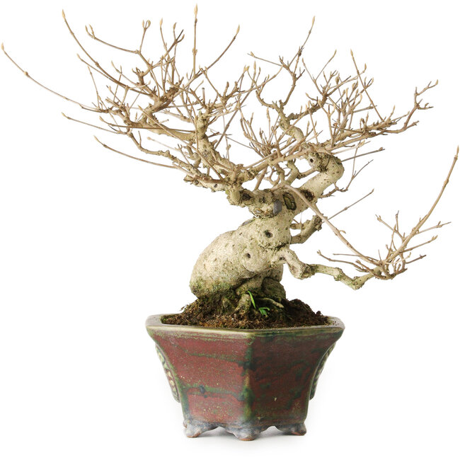 Callicarpa japonica, 21 cm, ca. 30 Jahre alt, mit ihren wunderschönen violetten Beeren im Herbst, guter Verjüngung und Verzweigung sowie einem Wurzelhals von 8 cm, in einem handgefertigten japanischen Topf von Heian Kosen