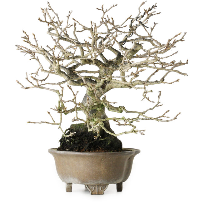 Diospyros kaki, 21 cm, ± 30 años, sin cicatrices y con una hermosa ramificación