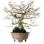 Diospyros kaki, 21 cm, ± 30 ans, sans cicatrices et avec une belle ramification