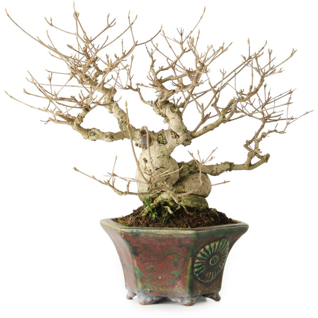 Callicarpa japonica, 21 cm, environ 30 ans, avec ses magnifiques baies violettes en automne, une bonne conicité et une ramification abondante, et un nebari de 8 cm, dans un pot japonais fait main par Heian Kosen