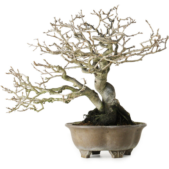 Diospyros kaki, 21 cm, ± 30 years old, without scars and with a beautiful ramification