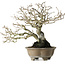Diospyros kaki, 21 cm, ± 30 ans, sans cicatrices et avec une belle ramification