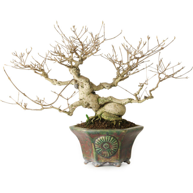 Callicarpa japonica, 21 cm, ± 30 years old, with its beautiful purple berries in the autumn and good tapering and ramification, and a nebari of 8 cm, in a handmade Japanese pot by Heian Kosen