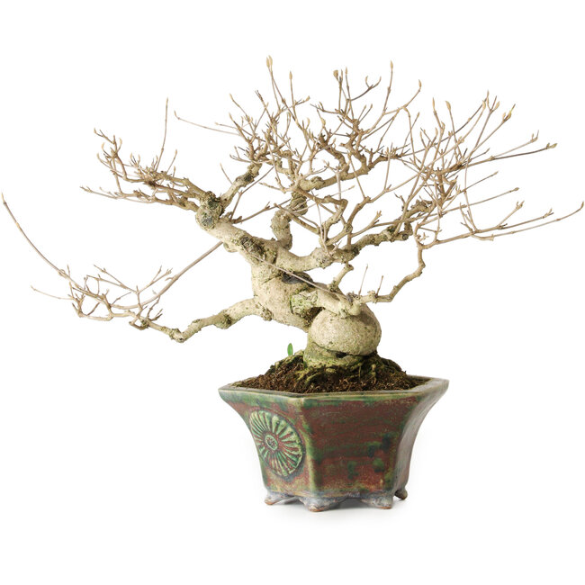 Callicarpa japonica, 21 cm, ± 30 anni, con le sue bellissime bacche viola in autunno e una buona conicità e ramificazione, e un nebari di 8 cm, in un vaso giapponese fatto a mano da Heian Kosen